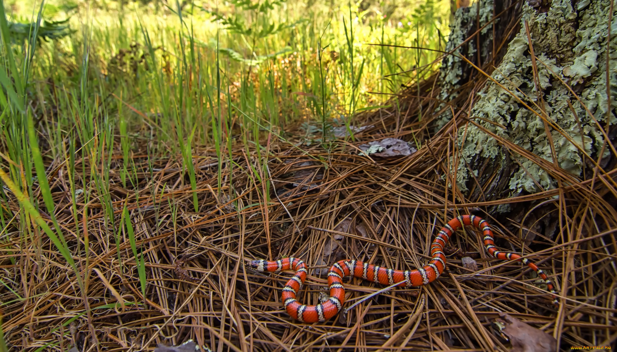 coast mountain kingsnake, , ,  ,  , , 